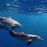 Swim with Dolphin and Seals