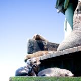 3 hour Dolphin and Seal Cruise Sightsee 3 hour Dolphin and Seal Cruise Sightsee