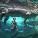 Crocodile Cage of Death for Two Crocodile Cage of Death for Two