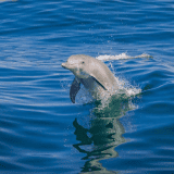 Wild Dolphin Sightsee, Excludes Transfers Wild Dolphin Sightsee, Excludes Transfers