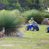 Sunset Quad Bike Kangaroo Safari Sunset Quad Bike Kangaroo Safari