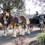 Romantic Horse and Carriage Wine Tour