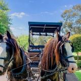 Horse and Carriage Wine Tour Horse and Carriage Wine Tour