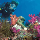 Single Scuba Dive at WaveBreak Island