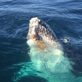 Sydney Dolphin and Whale Watching Sydney Dolphin and Whale Watching