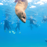 Two-Hour Seal Encounter Snorkel Adventure Two-Hour Seal Encounter Snorkel Adventure