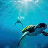 Snorkeling Tour of Julian Rocks Snorkeling Tour of Julian Rocks