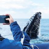 Byron Bay Whale Watching Tour
