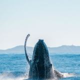 Byron Bay Whale Watching Tour Byron Bay Whale Watching Tour