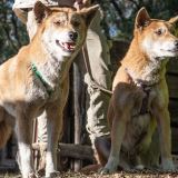 Dingo Encounter