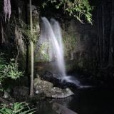 Evening Rainforest and Glow Worm Experience Evening Rainforest and Glow Worm Experience