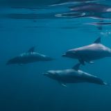 Duo Dolphin Discovery Duo Dolphin Discovery