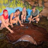 Whipray Encounter Whipray Encounter