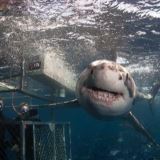 Great White 2 Night Getaway, Ocean Floor Diver Great White 2 Night Getaway, Ocean Floor Diver