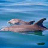 Swim With The Dolphins