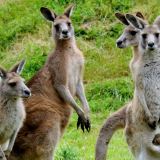 Healesville and Phillip Island Wildlife Bus Tour