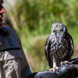 Healesville, Phillip Island Wildlife Tour Healesville, Phillip Island Wildlife Tour