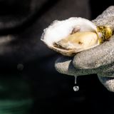 Coffin Bay Oyster Farm Tour Coffin Bay Oyster Farm Tour
