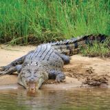 Daintree Crocodile Cruise and Tour Daintree Crocodile Cruise and Tour