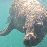 Three Island Wildlife Snorkel