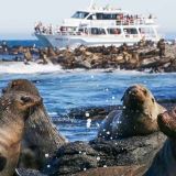 Phillip Island Seal Cruise