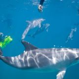 Swim with Wild Dolphins With Perth Transfers Swim with Wild Dolphins With Perth Transfers
