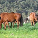 Heli-Horseback Adventure for Two
