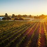 Wine Immersion at Mandoon Estate Wine Immersion at Mandoon Estate