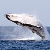 Luxury Whale Watching Adventure