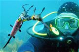 Discover SCUBA Dive