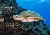 Introductory Dive, Port Douglas