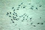 Soar Over Ningaloo Delight, 90 Minutes Soar Over Ningaloo Delight, 90 Minutes