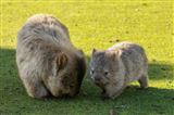 Maria Island National Park Adventure