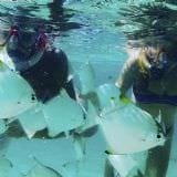 Dolphin Kayaking and Snorkelling Family Tour