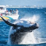 Whales In Paradise Adult Pass