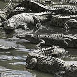 Family Crocodile Adventure Family Crocodile Adventure