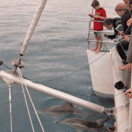 Dolphin Watch