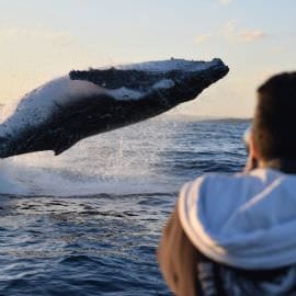 Whale Watching From a Fast Military Boat
