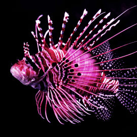 Aquarium by Twilight, Guided Nocturnal Tour