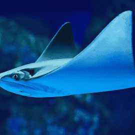 Marine Life Encounter at Cairns, Morning