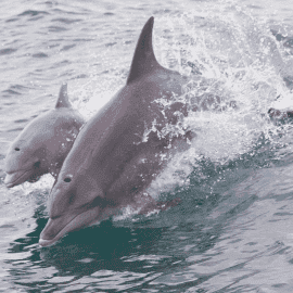 Swim with Wild Dolphins, Excludes Transfers
