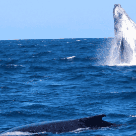 Whale Watching on the Sunshine Coast