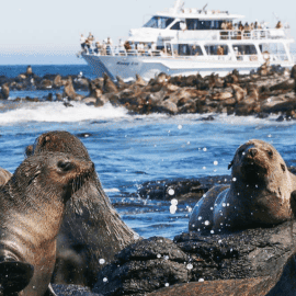 Phillip Island Seal Cruise