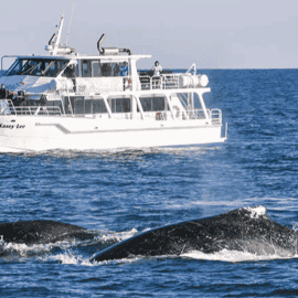 Phillip Island Whale Watch