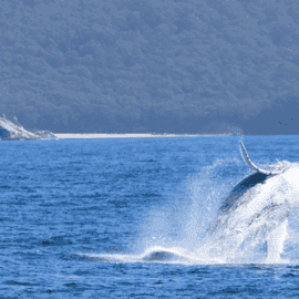 Wilsons Prom Whale Watch
