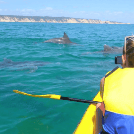 Dolphin View Sea Kayak and Beach 4x4 Adventure