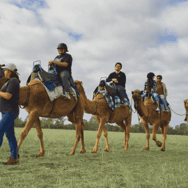Sunrise Camel Ride