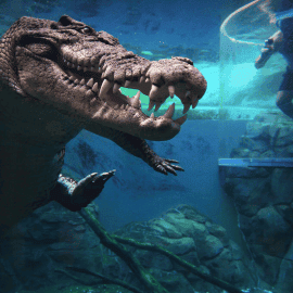 Crocodile Cage of Death Encounter