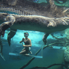 Crocodile Cage of Death for Two
