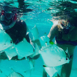 Dolphin Kayaking and Snorkelling (child)